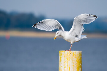 Silbermöwe ( Larus argentatus ) im Herbst bei der Landung	
