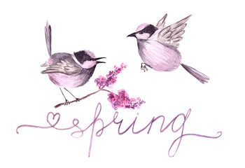 Hand drawn watercolor little birds on blossoming branch of cherry lilac tree as concept of family, feelings, spring beginning and love.Word "spring" lettering