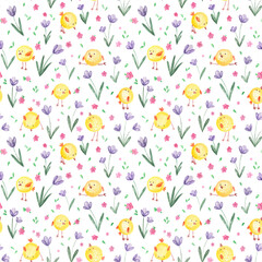 Little cute cartoon yellow chicks and fields with violet purple crocus flowers and pink florets.Spring natural botanical background on white,easter backdrop