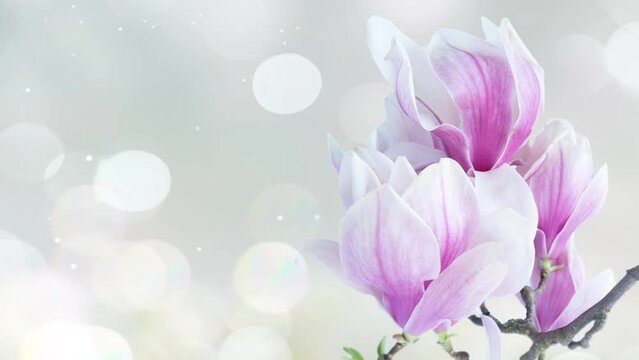 twig with fresh blooming pink magnolia flowers close up over magic glittering background