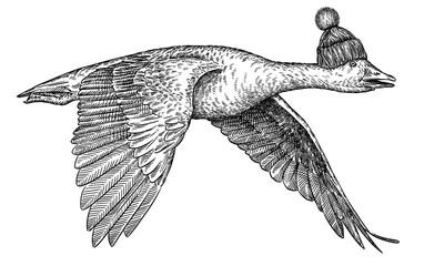 Vintage engraving isolated duck set glasses dressed fashion illustration goose ink sketch. Farm bird background silhouette geese sunglasses hipster hat art. Black and white hand drawn image © Turaev