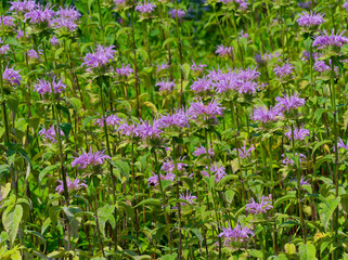 (Monarda fistulosa var. menthifolia) Large clumps of compact pinkish flowers of wild bergamots at top of erect branched stems with deep green lance-shaped and toothed leaves
