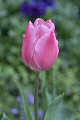 天空の農園のチューリップ