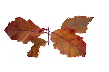 Bright oak leaves on the branch isolated PNG photo with transparent background. Autumnal colorful background.