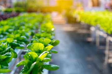 Green cos lettuce salad vegetable in hydrophonic vegetable green house farm. Hydrophonic system...