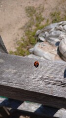 ladybird on a wooden background