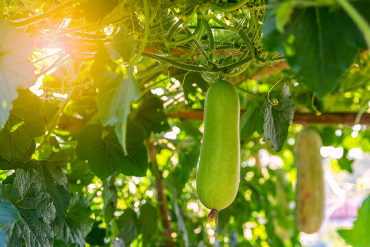 Wax gourd hanging at gourd tree in organic vegetable garden.
