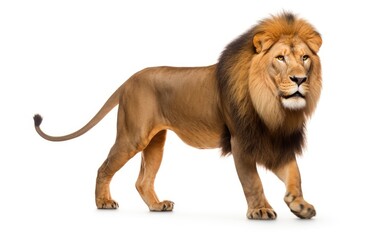 Side view of a Lion walking, looking at the camera on isolated a white background.
