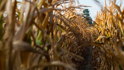 Fototapeta premium Vue rapprochée de maïs d'élevage, flétri en fin de période estivale