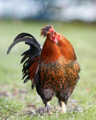Red rooster free range in garden 
