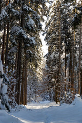 Fototapeta premium Snowy forest after heavy snowfall in central Europe