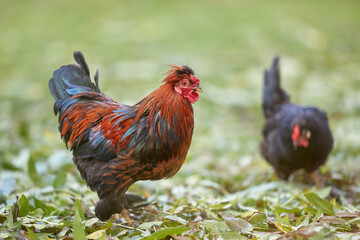 Red rooster and black chick free range in garden