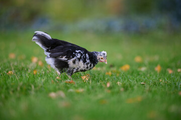 Young black chick picking in garden grass