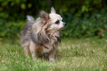 Portrait of chihuahua in garden