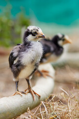 New born chick on branch of tree