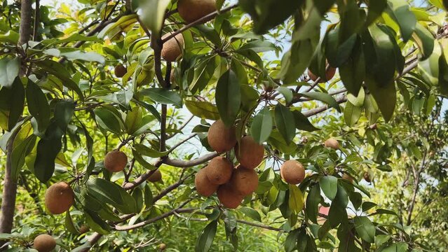 sapodilla fruit on the sapodilla tree plant on summer, sapodilla plum in the garden fruit