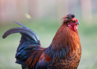 Close up portrait of red rooster isolated on blurred background in garden