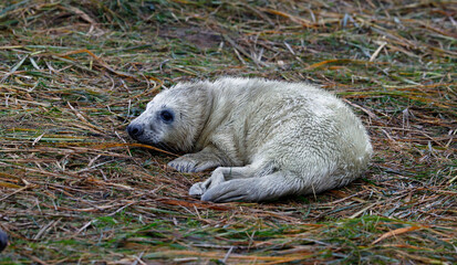 New born grey seal pups on the beach