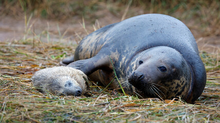 New born grey seal pups on the beach