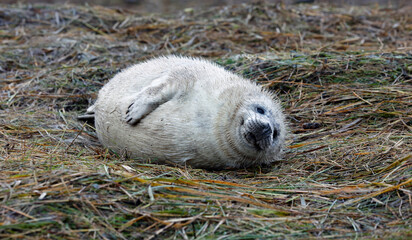 New born grey seal pups on the beach