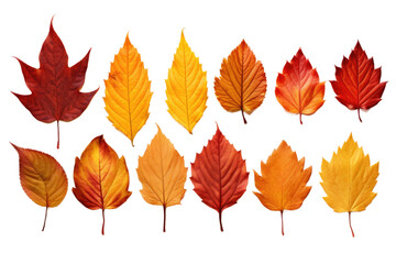Fall Leaf Display Isolated On Transparent Background