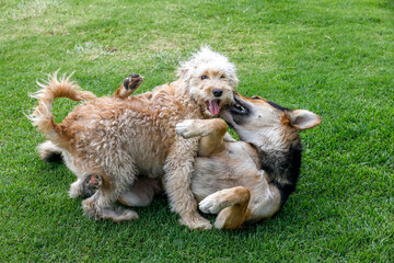 Dogs playing in a a park in Riobamba, Ecuador