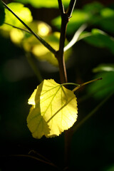 Colorful autumn leaves on nature background