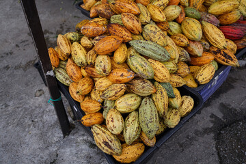 Cocoa Fruits