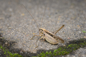 A brown bush cricket sitting on wood the ground