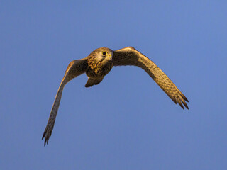 A Common Kestrel in flight on a sunny day in summer