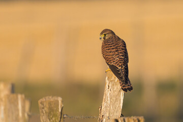 A Common Kestrel sitting on a wooden pole
