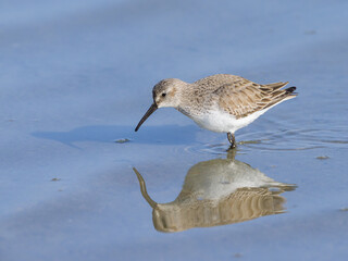 A Broad billed Sandpiper walking in water