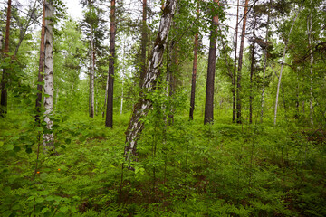 Dense mixed forest on a summer day. Aspens, birches, pines and shrubs.
