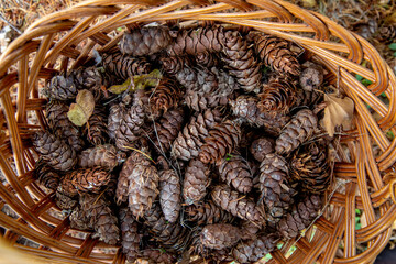 Pine cones in a basket in Normandy, France