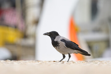 A carrion crow walking eating on the ground
