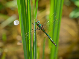 A Brilliant Emerald dragonfly resting on a plant
