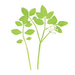 春の七草セリのイラスト