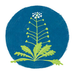 春の七草ナズナのイラスト