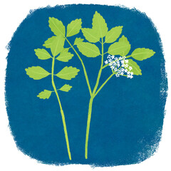 春の七草セリのイラスト