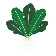 春の七草スズナのイラスト