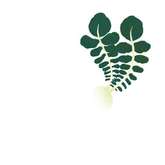 春の七草スズシロのイラスト