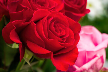 Bouquet of red roses in flower shop. Fresh scarlet roses close-up. Gift for Valentines day or birthday.