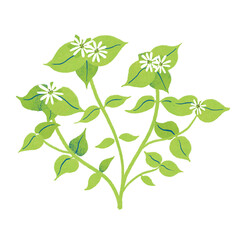 春の七草ハコベラのイラスト