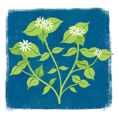 春の七草ハコベラのイラスト