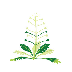 春の七草ナズナのイラスト