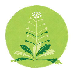 春の七草ナズナのイラスト