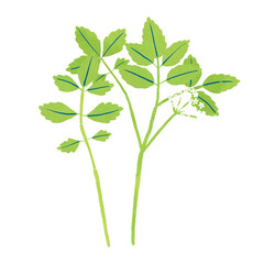 春の七草セリのイラスト