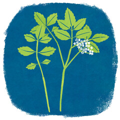 春の七草セリのイラスト