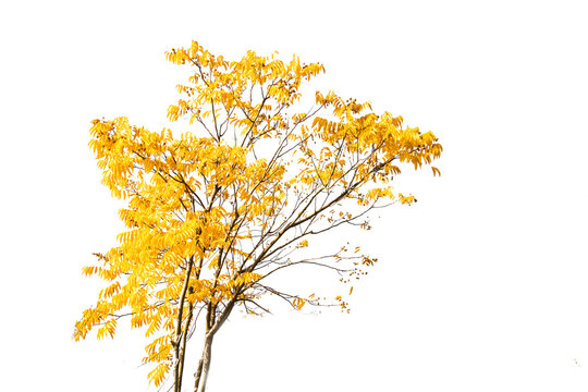 a tree