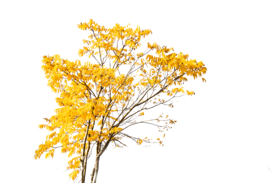 a tree